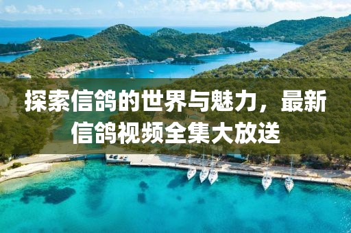 探索信鸽的世界与魅力，最新信鸽视频全集大放送