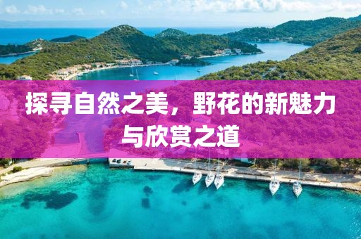 探寻自然之美，野花的新魅力与欣赏之道