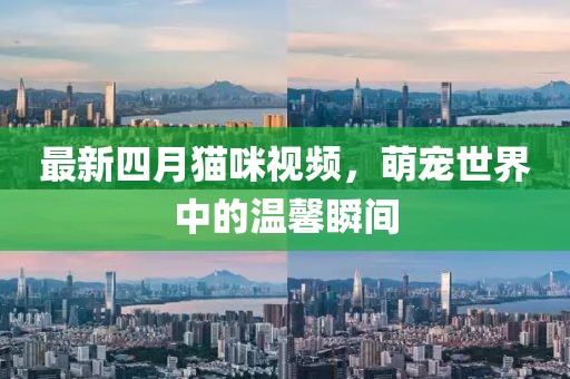 最新四月猫咪视频，萌宠世界中的温馨瞬间