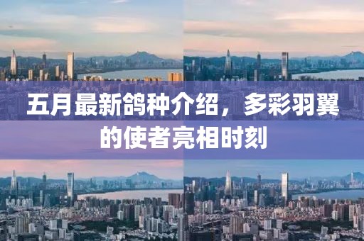 五月最新鸽种介绍，多彩羽翼的使者亮相时刻