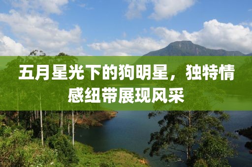 五月星光下的狗明星，独特情感纽带展现风采