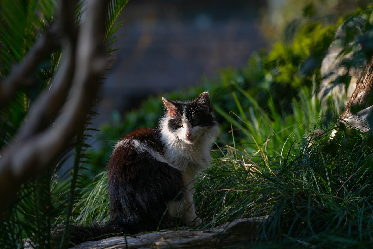 猫和老鼠最新电影，视觉与想象的盛宴