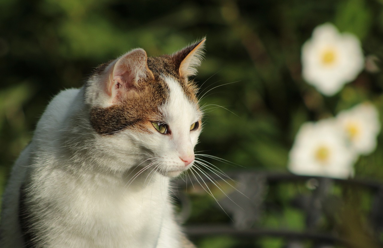 盛宠逗猫遛狗，现代生活的全新乐趣探索