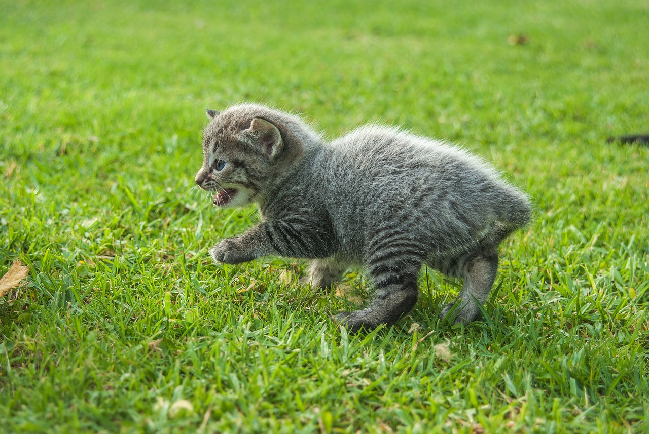 探索猫咪世界的门户，猫咪最新官方网