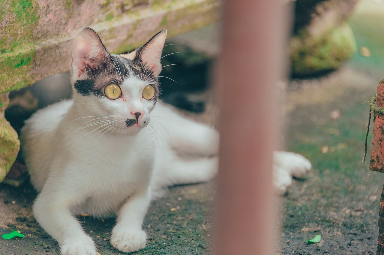 猫咪后院神秘新成员揭秘，最新特殊猫探索之旅
