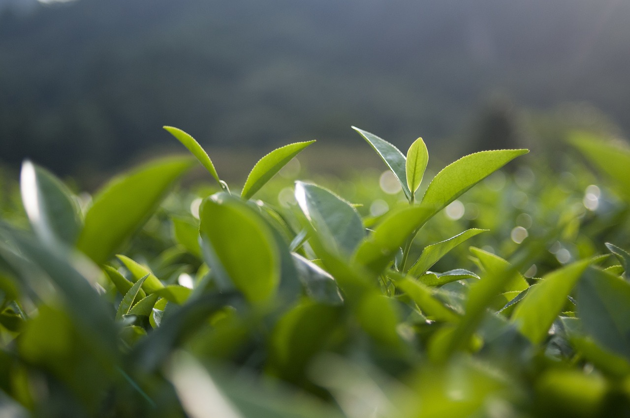 中国十大岩茶最新排名及特色概述