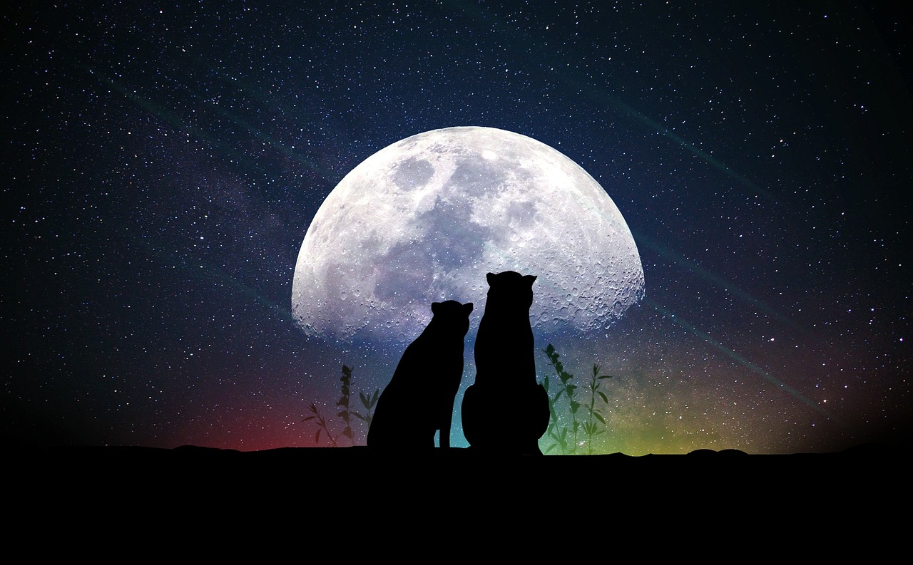 夜狼直播最新版本探索，特色与优势一览