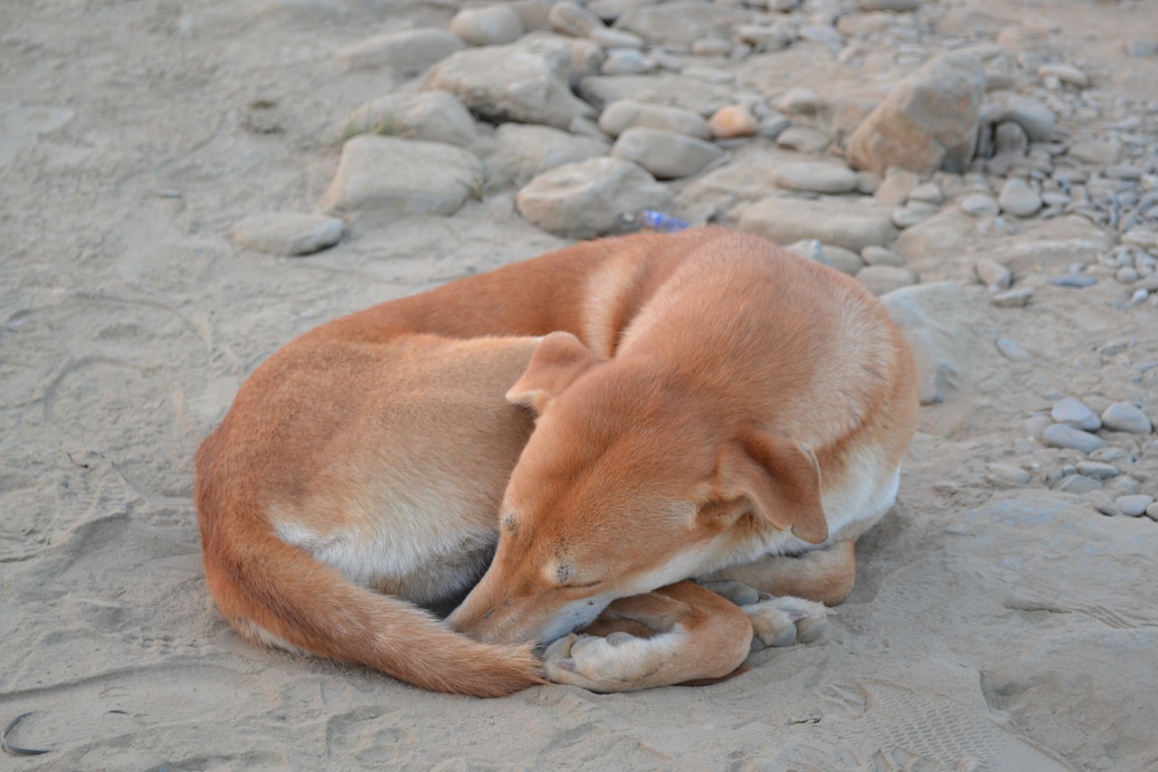 世界十大凶犬最新排名概览与排名榜单揭秘