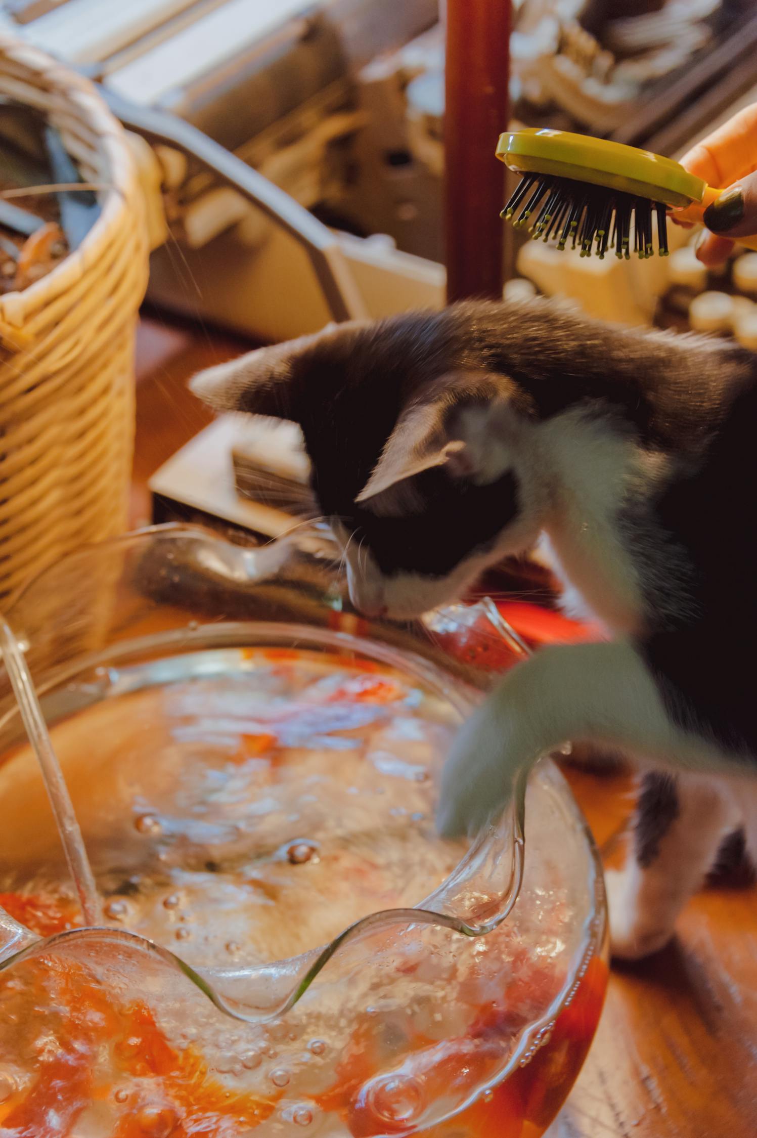 探索猫咪世界的门户，猫咪最新官方网