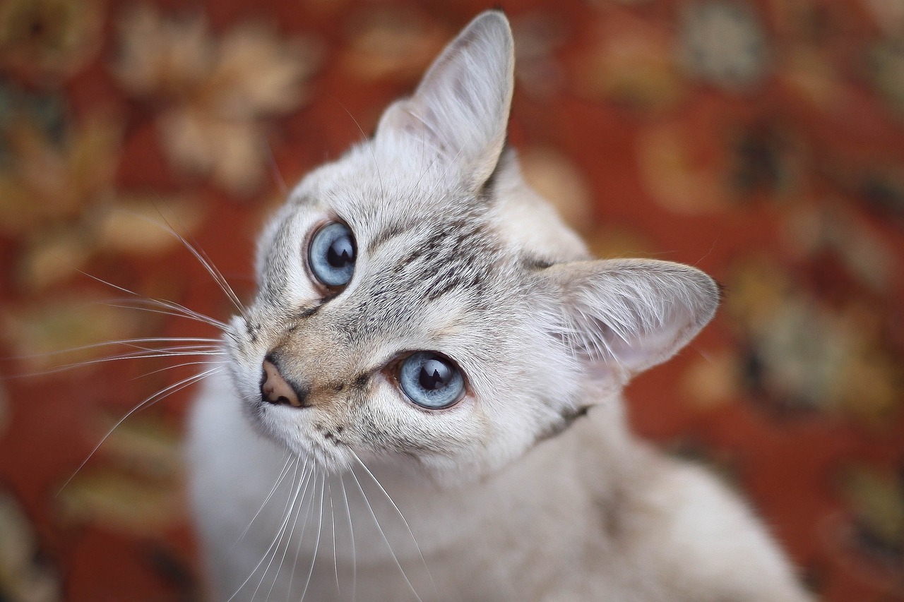 猫咪apk下载最新版全面指南，最新最全的下载指南与攻略