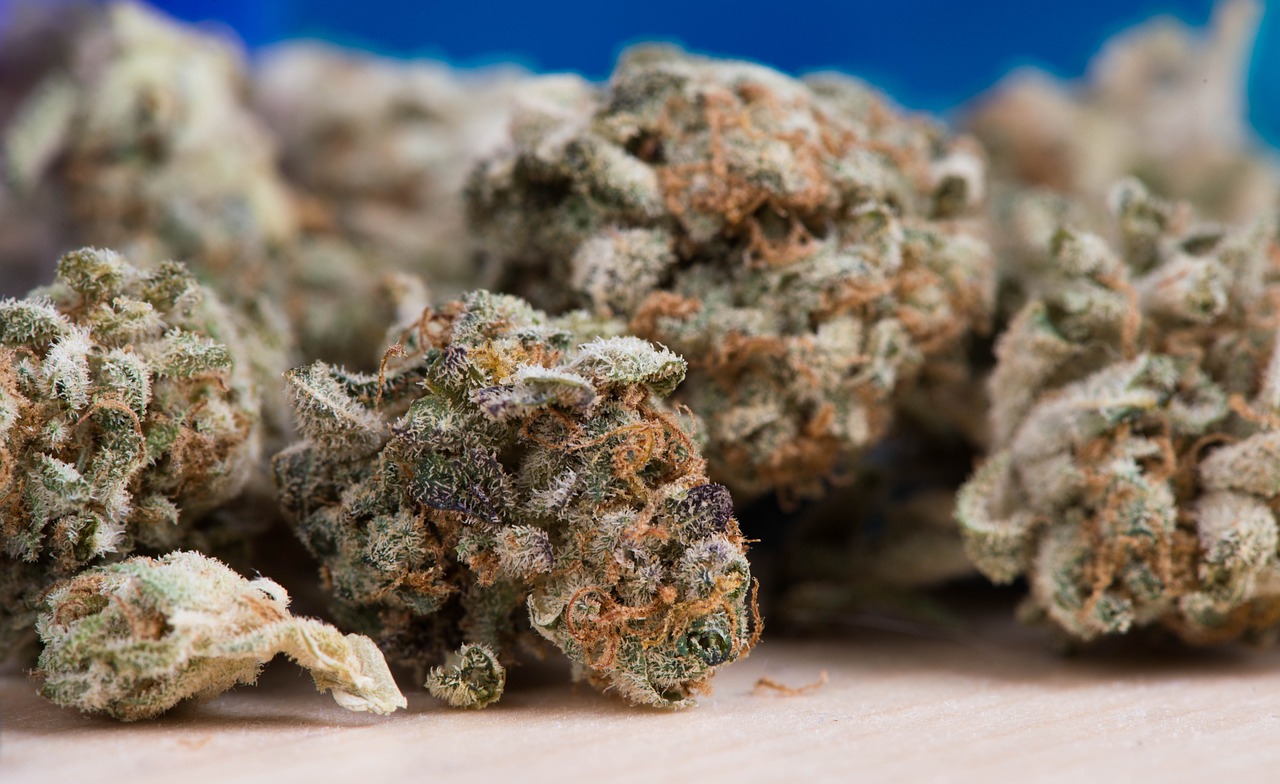 最新治梨木虱药物方案，高效药物选择揭秘
