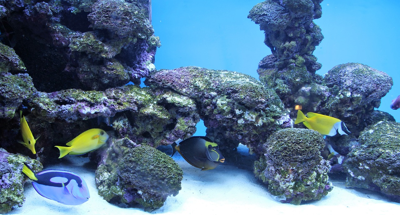 深海水族馆隐藏鱼种最新探索与发现，揭秘最新鱼种奥秘