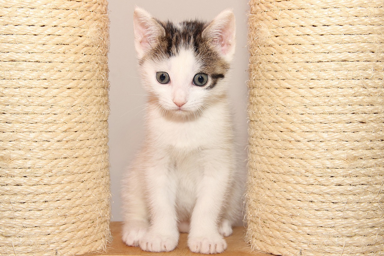 猫咪官网最新版本揭秘，独特魅力与特色功能探索